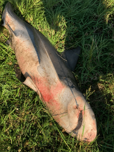 Shark Picture